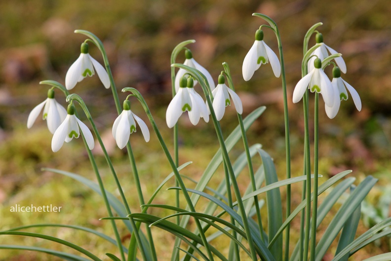 Kleines Schneegl__ckchen _Galanthus nivalis_3.JPG